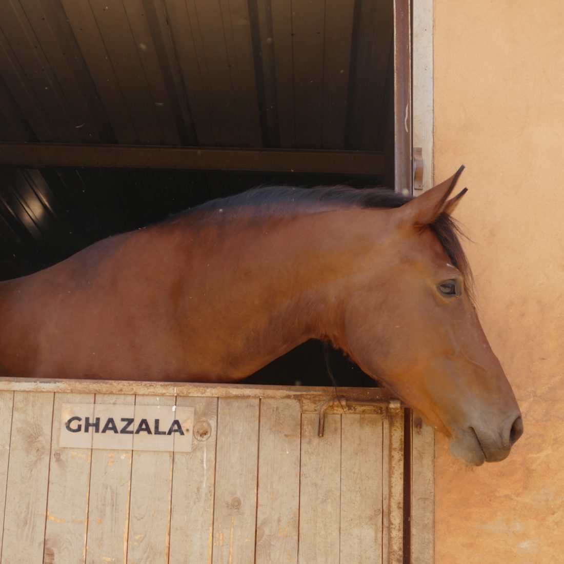GHAZALA