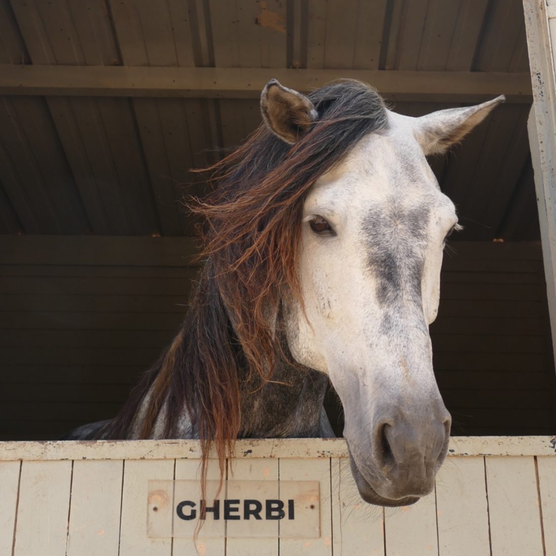 GHERBI